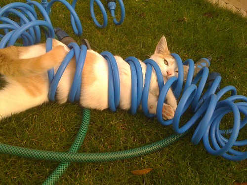 Kitty tangled in a hose